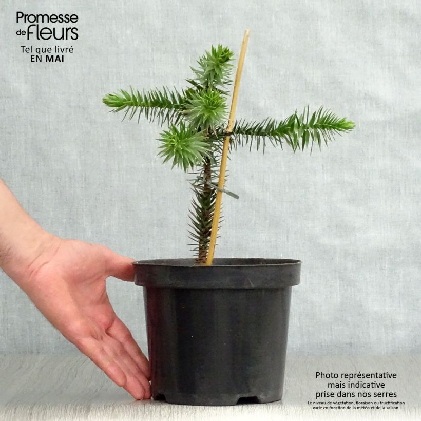 Exemplar von Araucaria araucana - Chilenische Araukarie Topf mit 3L/4L wie im Frühjahr geliefert