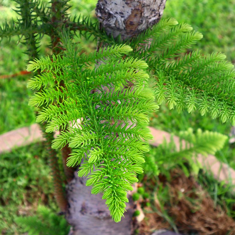 Araucaria heterophylla - Norfolktanne (Laub)