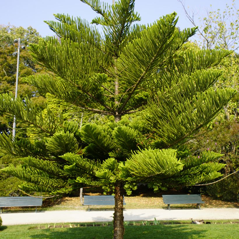 Araucaria heterophylla - Norfolktanne (Hafen)