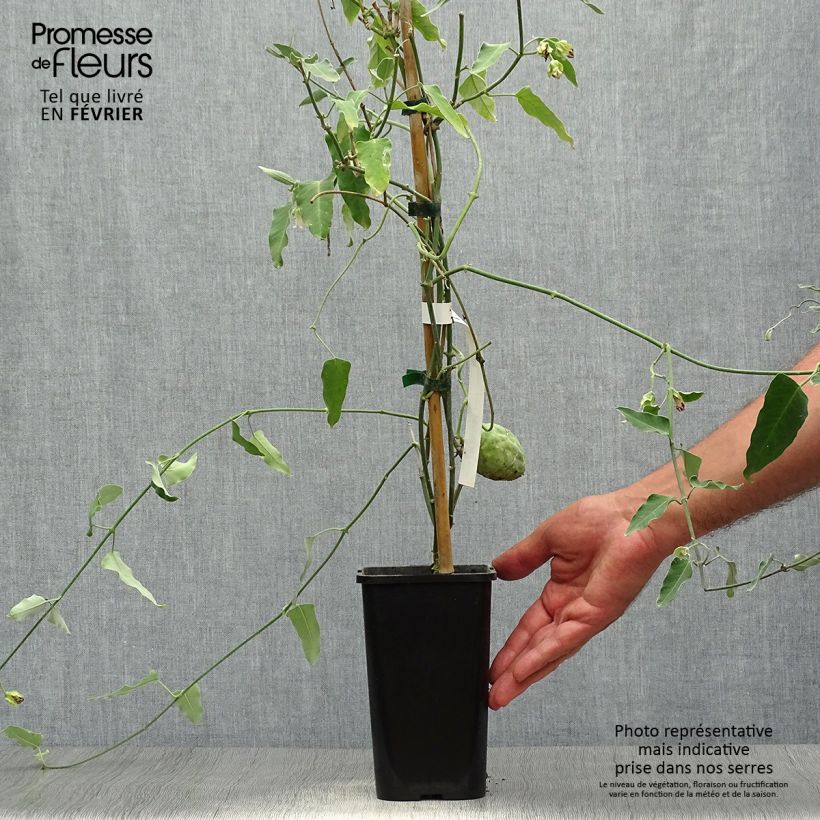 Example of Araujia sericifera Alba - Araujie Topf mit 1L/1,5L as you get in automne
