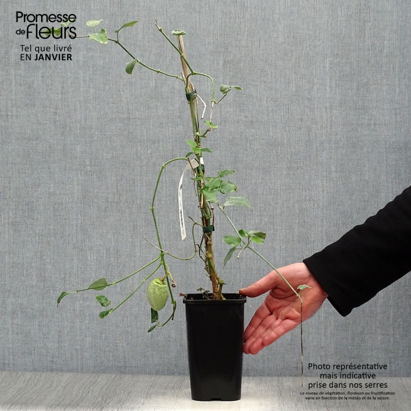 Exemplar von Araujia sericifera Alba - Araujie Topf mit 1L/1,5L wie im Winter geliefert