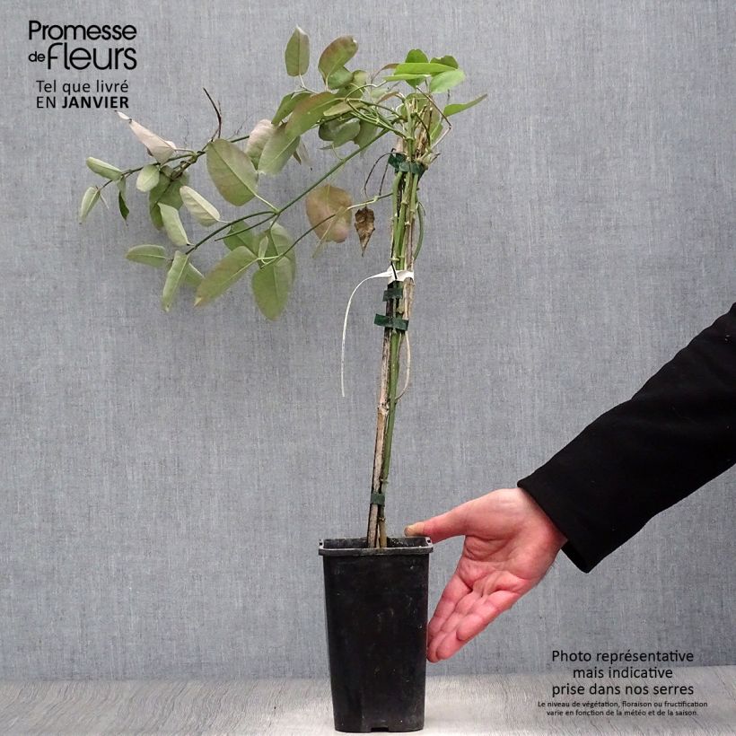 Exemplar von Araujia sericifera Rosea - Araujie Topf mit 1,5L/2L wie im Winter geliefert