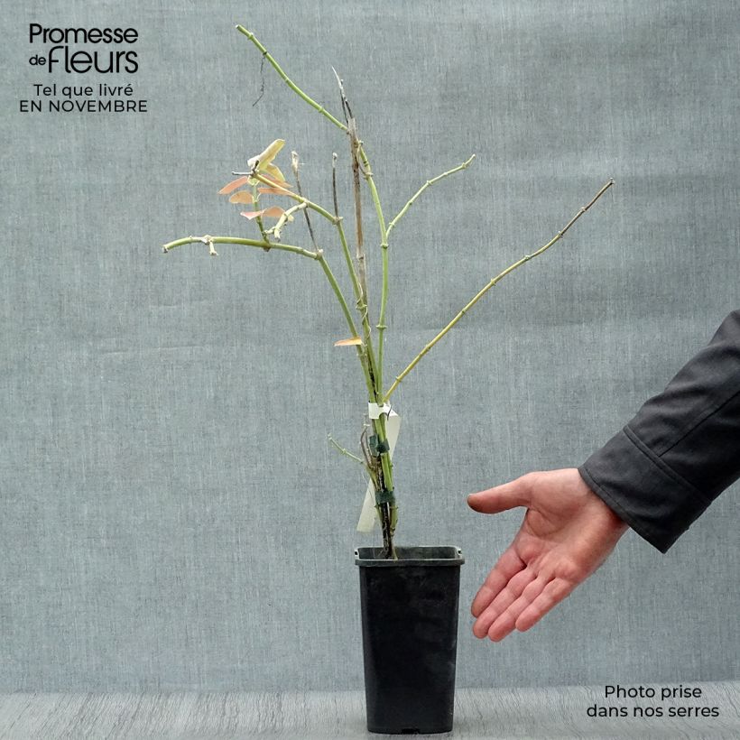 Example of Araujia sericifera Rosea - Araujie Topf mit 1,5L/2L as you get in automne