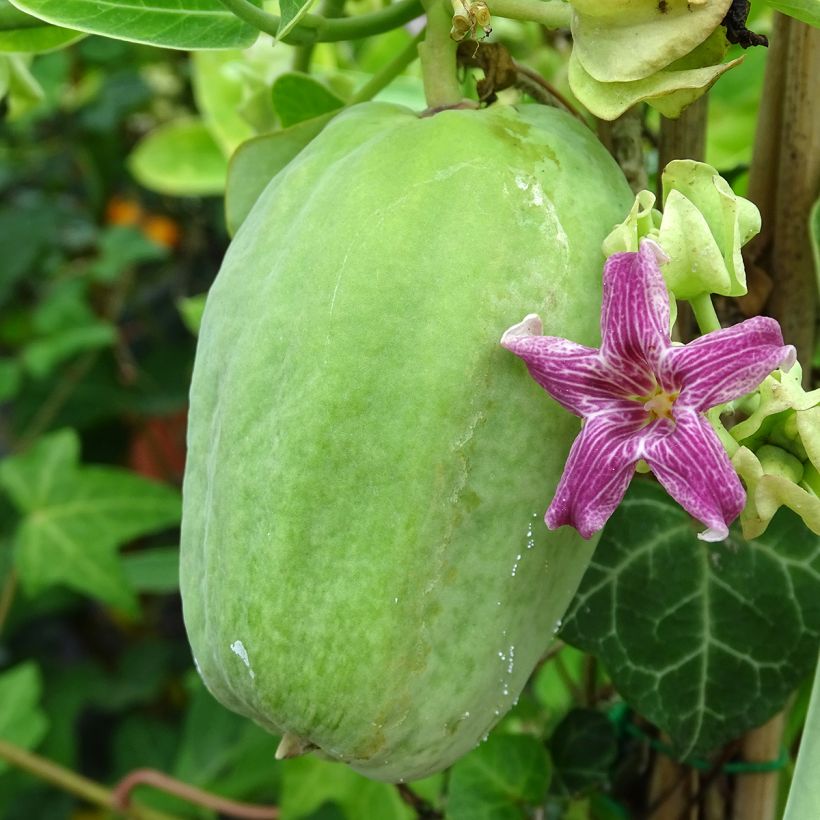 Araujia sericifera - Araujie (Harvest)