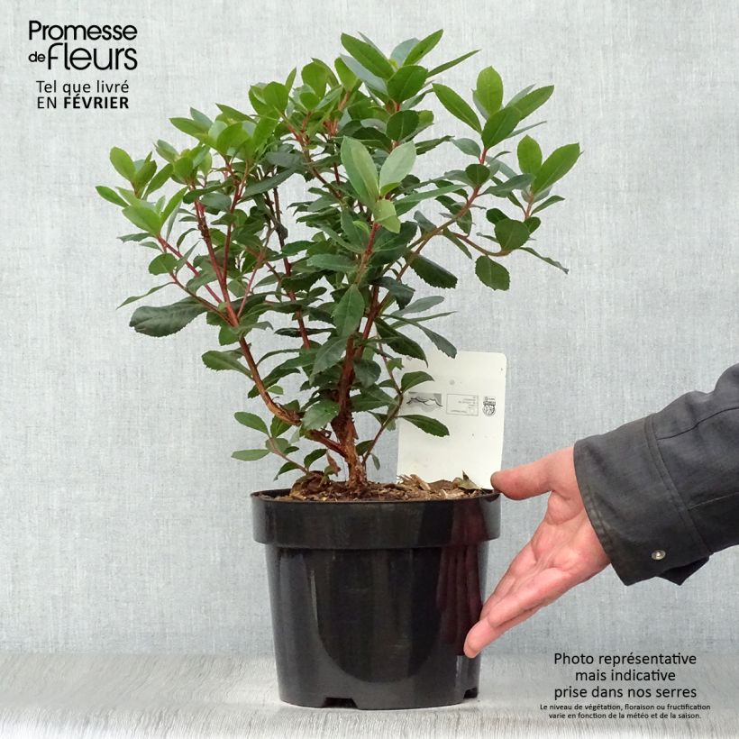 Exemplar von Westlicher Erdbeerbaum - Arbutus unedo Topf mit 2L/3L wie im Winter geliefert
