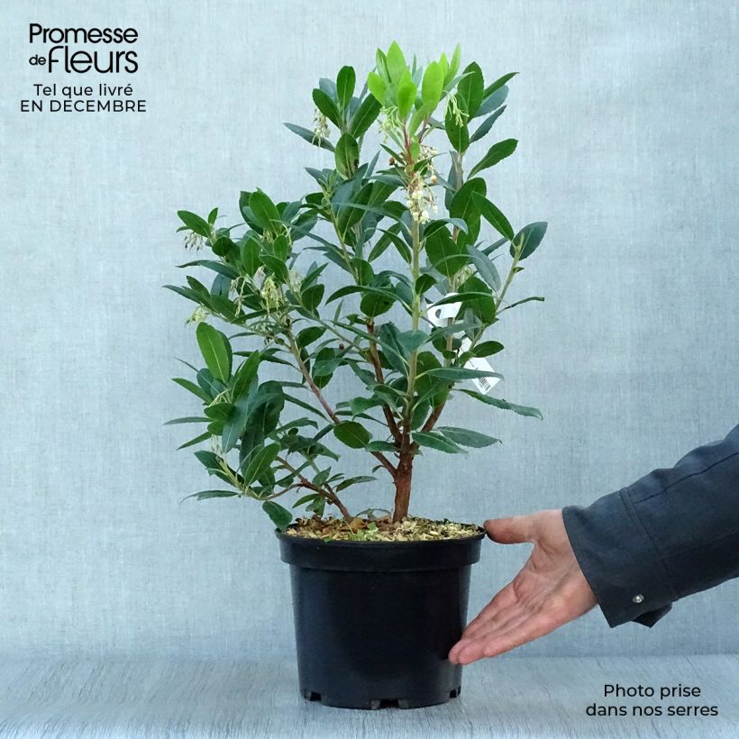 Exemplar von Westlicher Erdbeerbaum Atlantic - Arbutus unedo Topf mit 4L/5L, Strauch wie im Winter geliefert