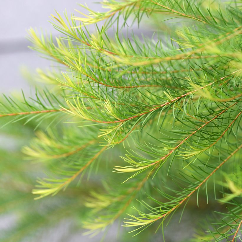 Melaleuca alternifolia - Australischer Teebaum (Foliage)