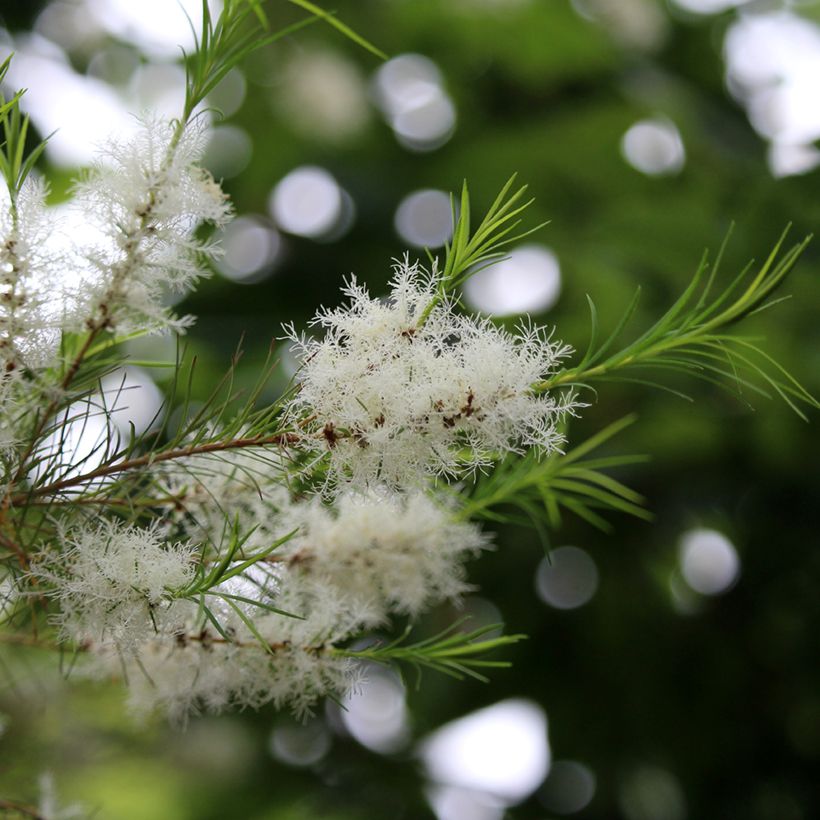 Melaleuca alternifolia - Australischer Teebaum (Flowering)