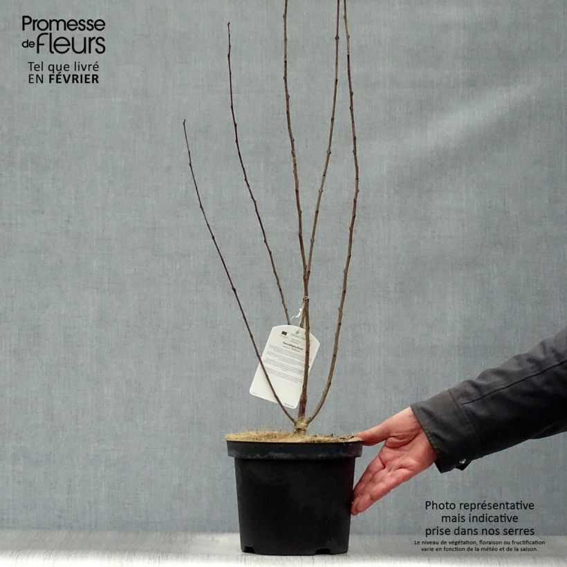 Exemplar von Japanischer Kuchenbaum Rotfuchs - Cercidiphyllum japonicum Topf mit 4L/5L wie im Winter geliefert