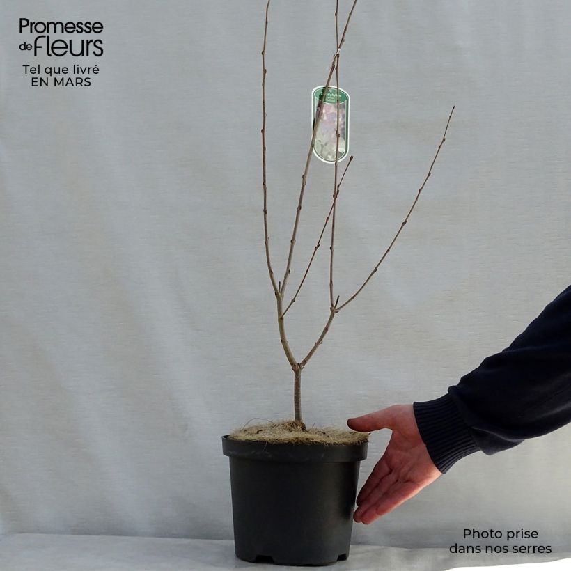 Exemplar von Japanischer Kuchenbaum Rotfuchs - Cercidiphyllum japonicum Topf mit 4L/5L wie im Frühjahr geliefert