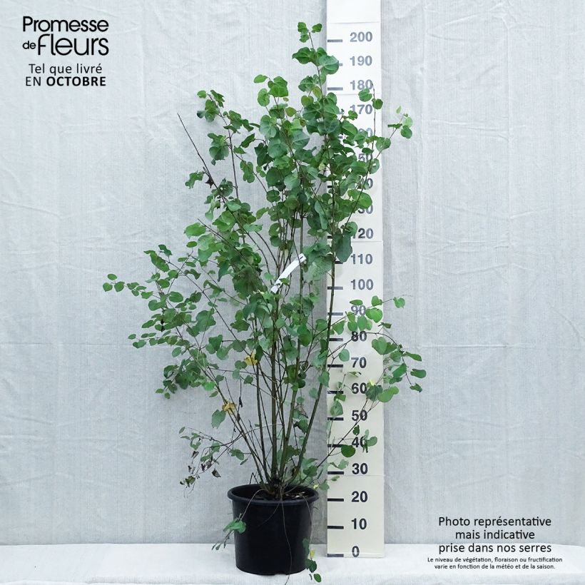 Example of Japanischer Kuchenbaum - Cercidiphyllum japonicum Topf mit 7,5L/10L as you get in automne