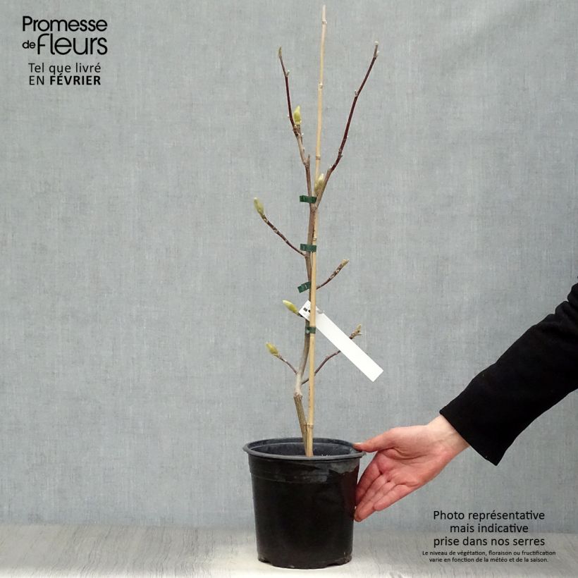 Exemplar von Magnolia acuminata Butterflies - Gurken-Magnolie Topf mit 4L/5L wie im Winter geliefert