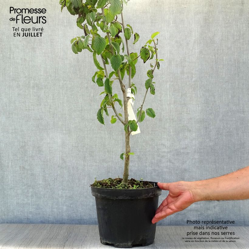 Example of Davidia involucrata - Taschentuchbaum Topf mit 7,5L/10L as you get in ete