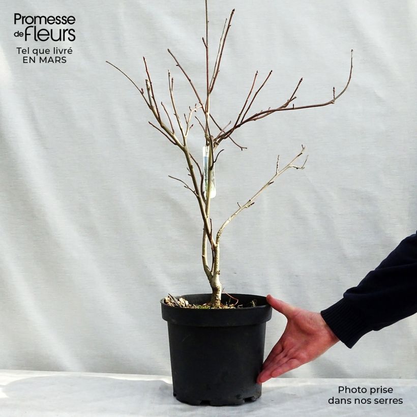 Exemplar von Davidia involucrata - Taschentuchbaum Topf mit 7,5L/10L wie im Frühjahr geliefert