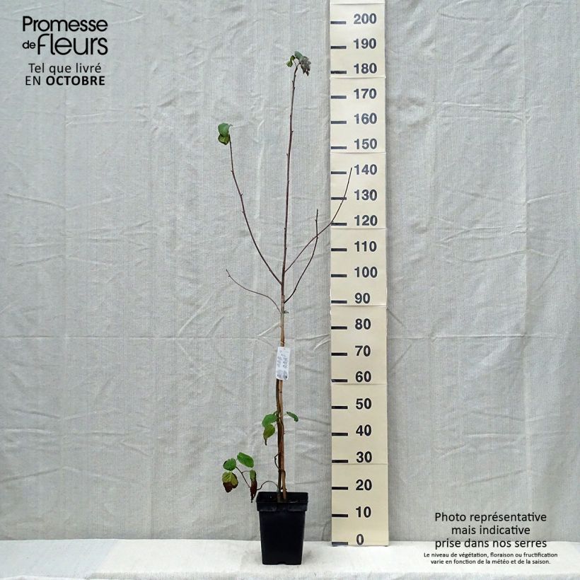 Example of Davidia involucrata - Taschentuchbaum Topf mit 4L/5L as you get in automne