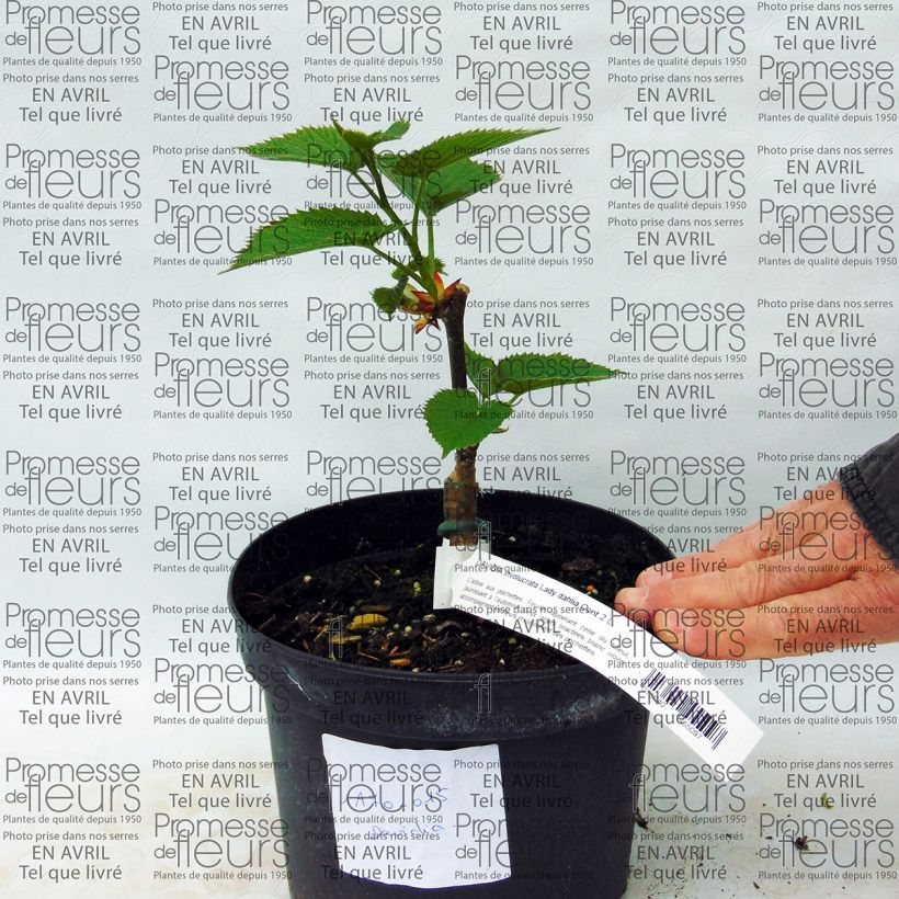 Example of Davidia involucrata Lady Sunshine - Taschentuchbaum Topf mit 2L/3L as you get