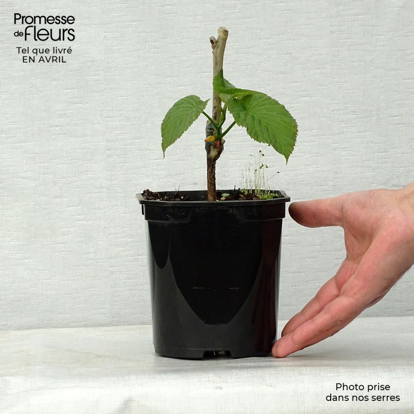 Exemplar von Davidia involucrata Sonoma - Taschentuchbaum Topf mit 3L/4L wie im Frühjahr geliefert