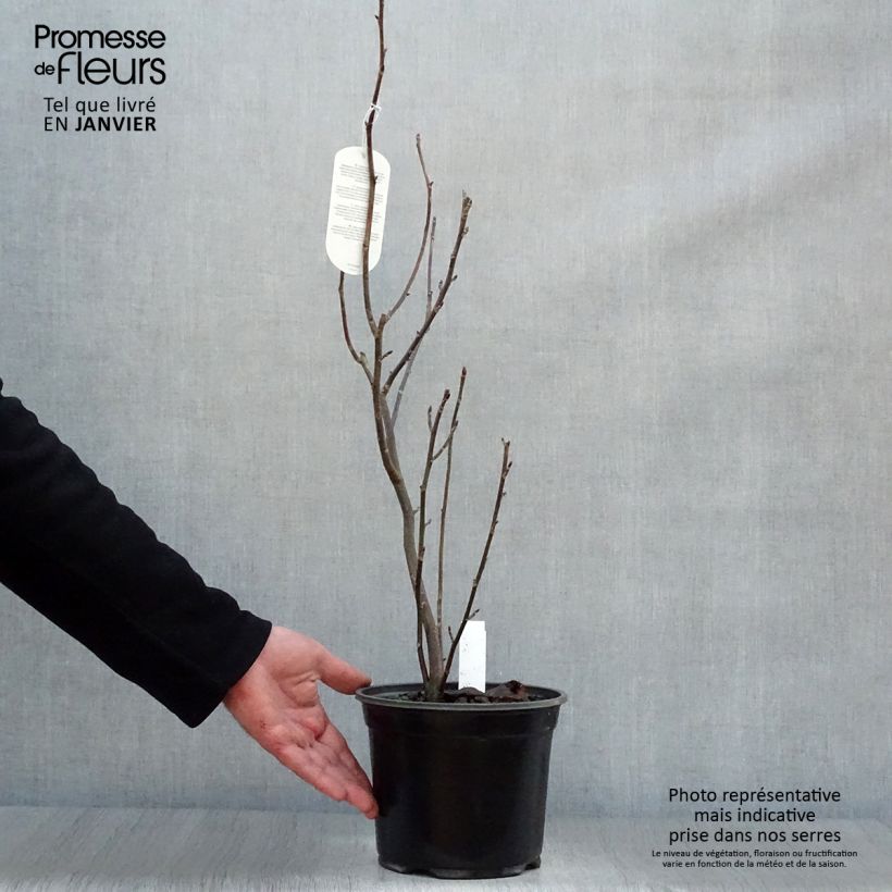 Exemplar von Davidia involucrata - Taschentuchbaum Topf mit 4L/5L wie im Winter geliefert