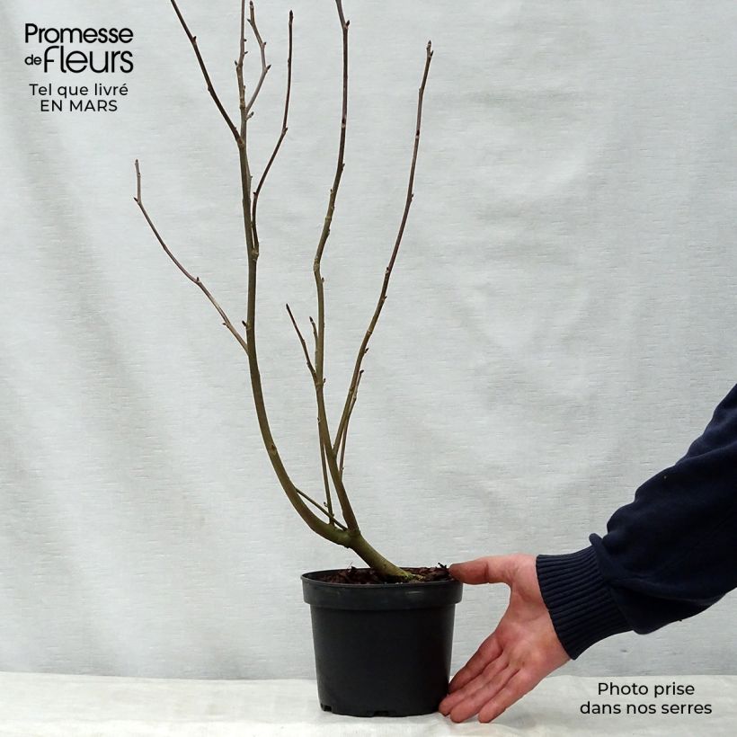 Exemplar von Davidia involucrata var. vilmoriniana - Taschentuchbaum Topf mit 3L/4L wie im Frühjahr geliefert