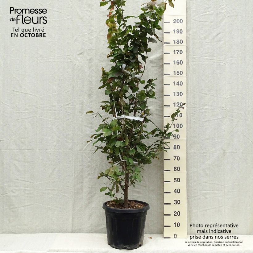 Example of Eisenbaum - Parrotia persica Topf mit 30L/35L as you get in automne