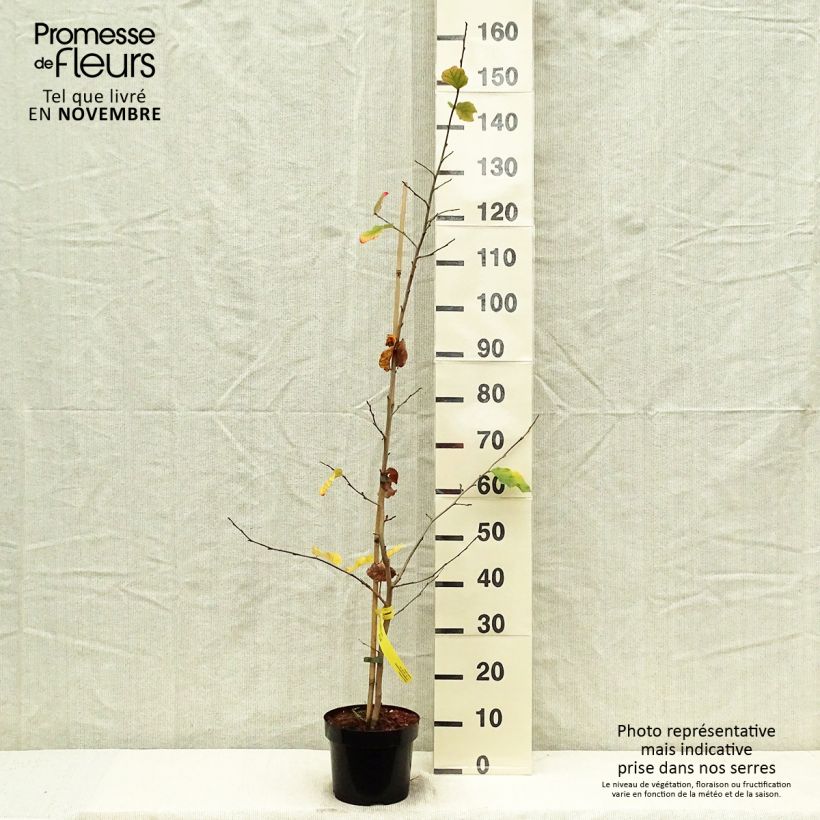 Example of Eisenbaum - Parrotia persica Topf mit 3L/4L as you get in automne