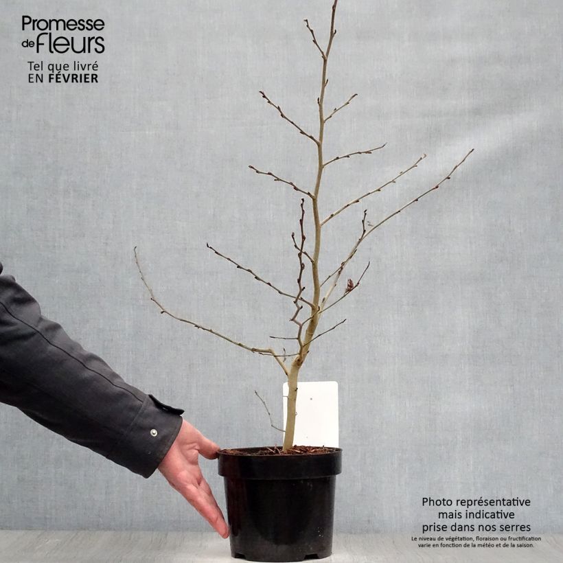 Exemplar von Eisenbaum - Parrotia persica Topf mit 3L/4L wie im Winter geliefert