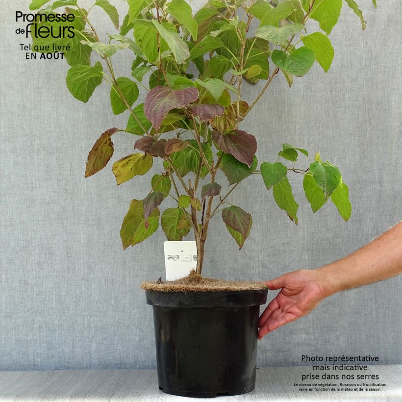 Example of Japanischer Losbaum - Clerodendrum trichotomum Topf mit 7,5L/10L as you get in ete