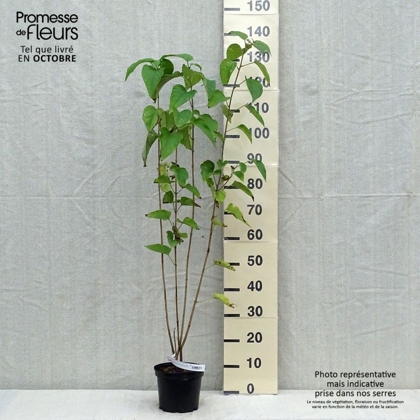 Example of Japanischer Losbaum Fargesii - Clerodendrum trichotomum Topf mit 3L/4L as you get in automne