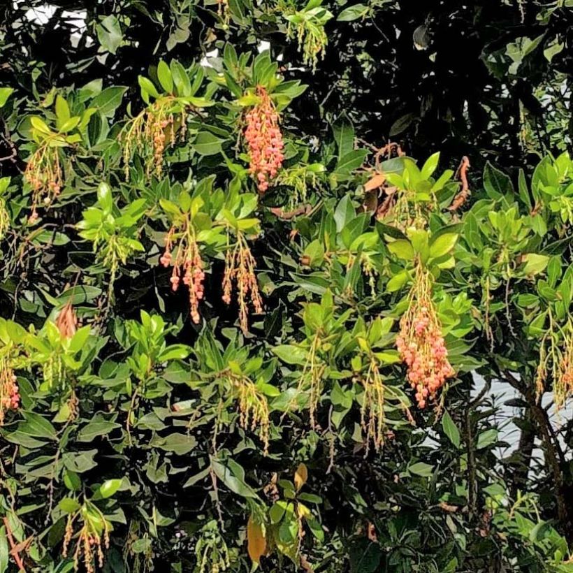 Arbutus Marina - Erdbeerbaum (Foliage)