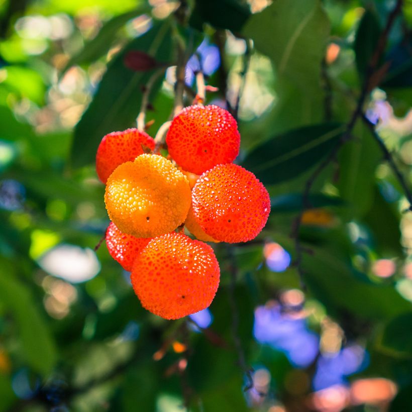 Arbutus Marina - Erdbeerbaum (Harvest)