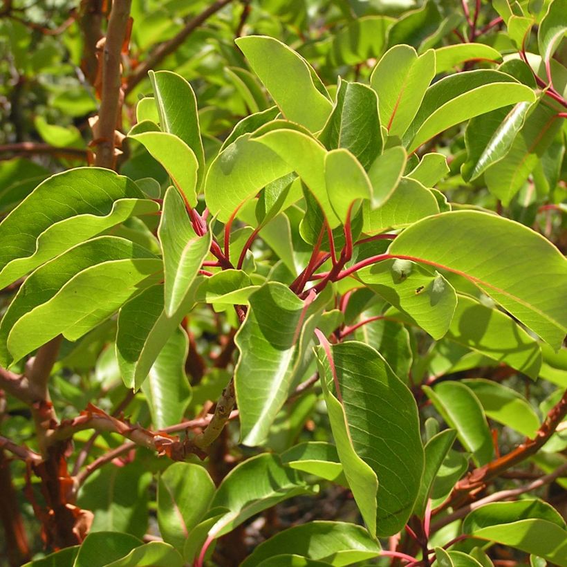 Arbutus andrachne - Zyprischer Erdbeerbaum (Foliage)