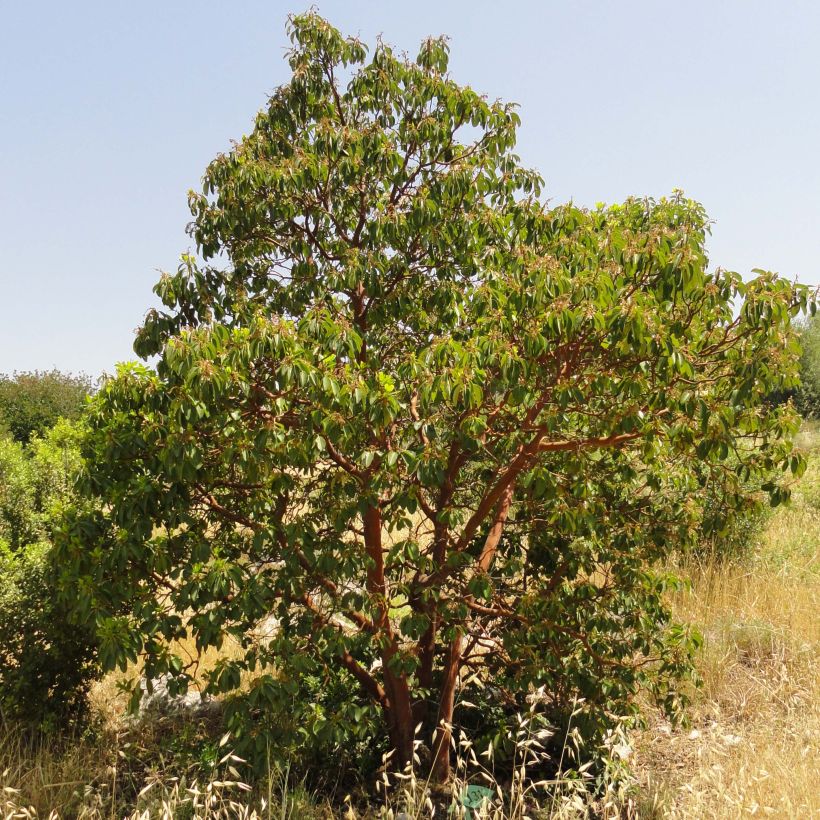 Arbutus andrachne - Zyprischer Erdbeerbaum (Plant habit)