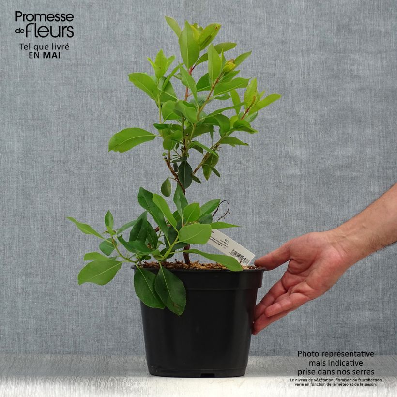 Example of Arbutus andrachne - Zyprischer Erdbeerbaum Topf mit 4L/5L as you get in printemps