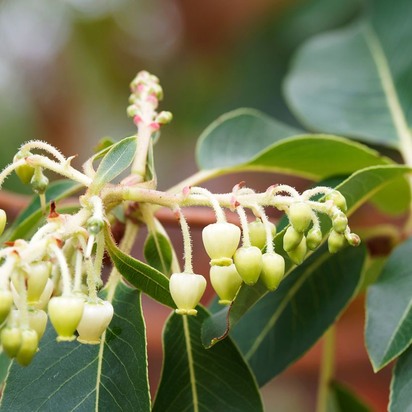Arbutus andrachne - Zyprischer Erdbeerbaum (Flowering)