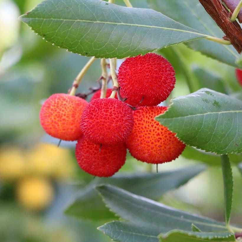Arbutus andrachne - Zyprischer Erdbeerbaum (Harvest)