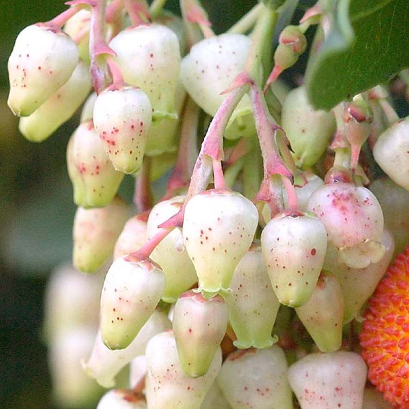 Westlicher Erdbeerbaum Atlantic - Arbutus unedo (Flowering)