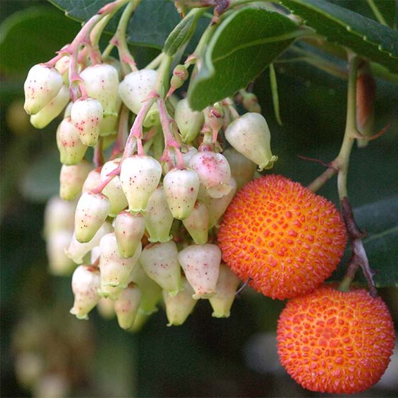Westlicher Erdbeerbaum Atlantic - Arbutus unedo (Harvest)