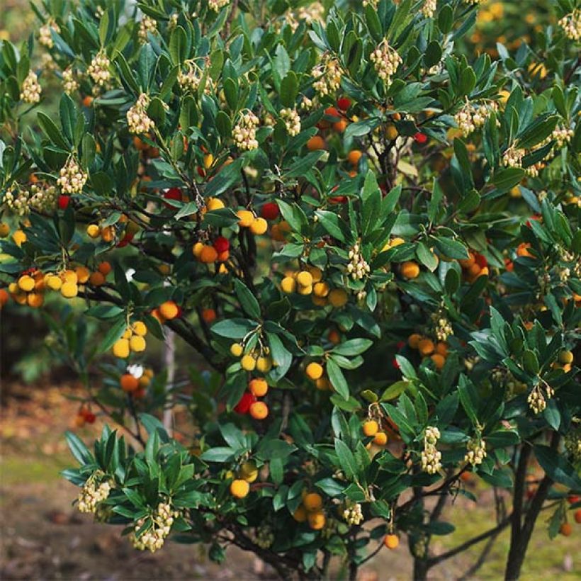 Westlicher Erdbeerbaum Atlantic - Arbutus unedo (Plant habit)
