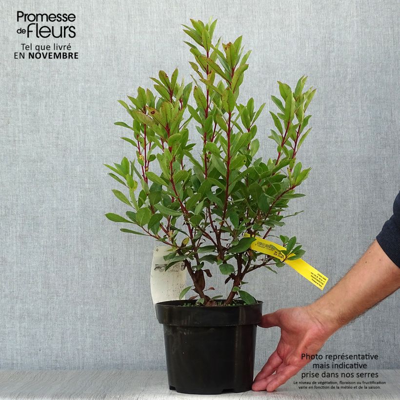 Example of Westlicher Erdbeerbaum - Arbutus unedo Topf mit 2L/3L as you get in automne