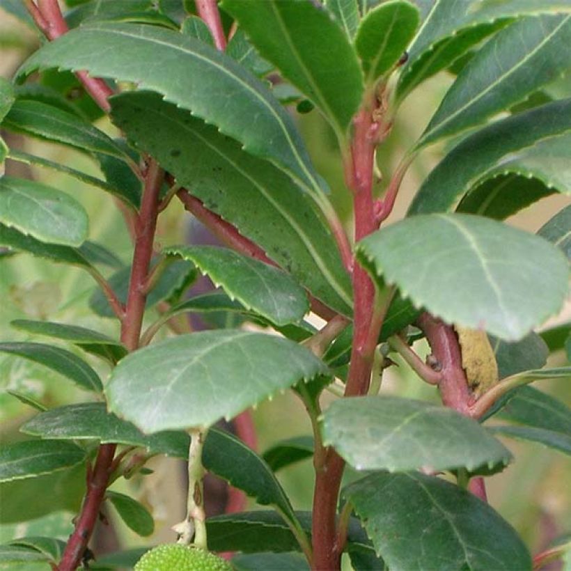 Arbutus unedo Compacta - Westlicher Erdbeerbaum (Foliage)