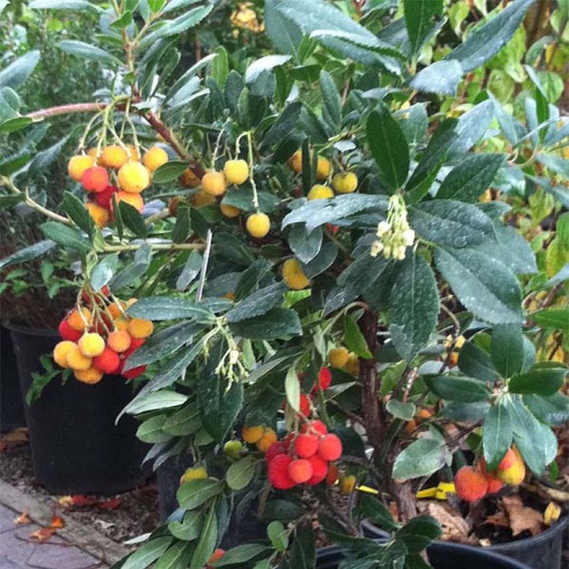Arbutus unedo Compacta - Westlicher Erdbeerbaum (Plant habit)