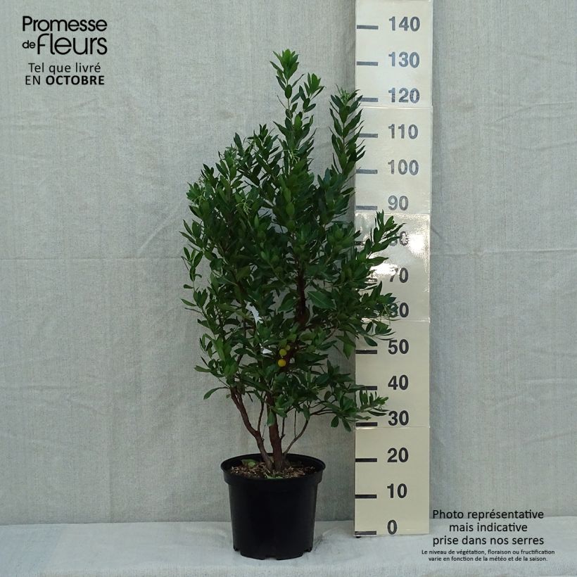 Example of Arbutus unedo Compacta - Westlicher Erdbeerbaum Topf mit 7,5L/10L as you get in automne