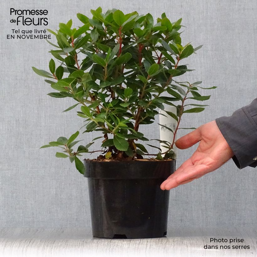 Example of Arbutus unedo Compacta - Westlicher Erdbeerbaum Topf mit 2L/3L as you get in automne