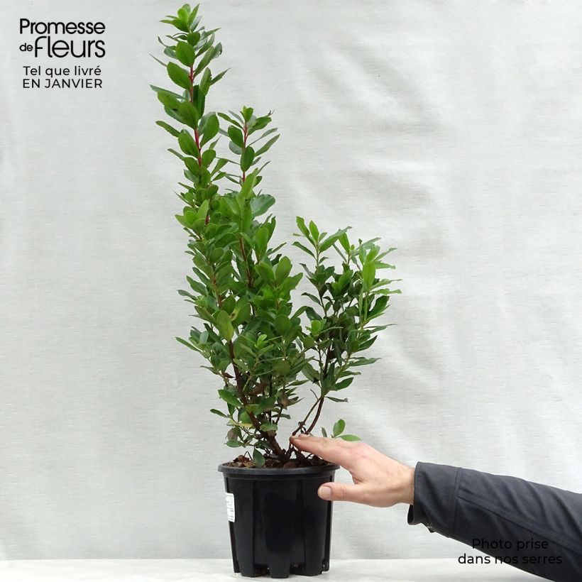 Exemplar von Arbutus unedo Compacta - Westlicher Erdbeerbaum Topf mit 2L/3L wie im Winter geliefert