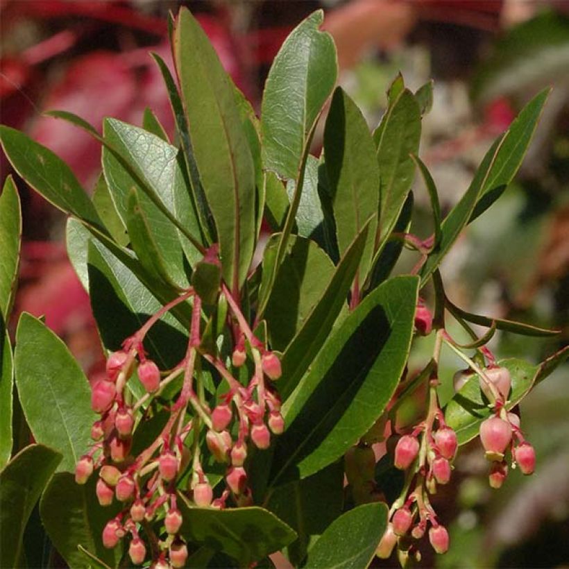 Arbutus unedo Roselily Minlily - Westlicher Erdbeerbaum (Foliage)