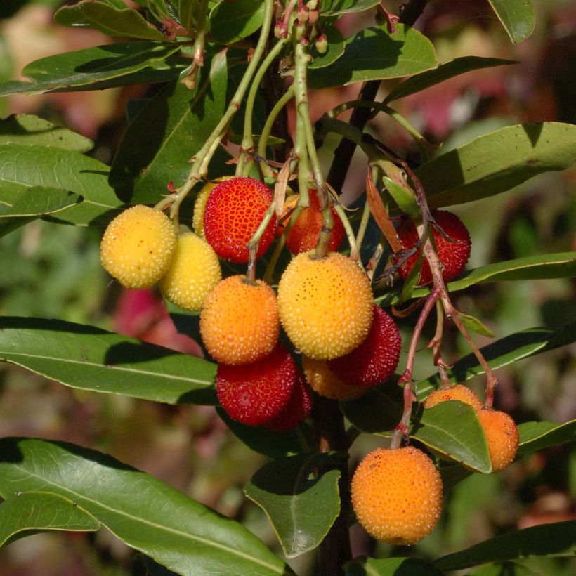 Arbutus unedo Roselily Minlily - Westlicher Erdbeerbaum (Harvest)