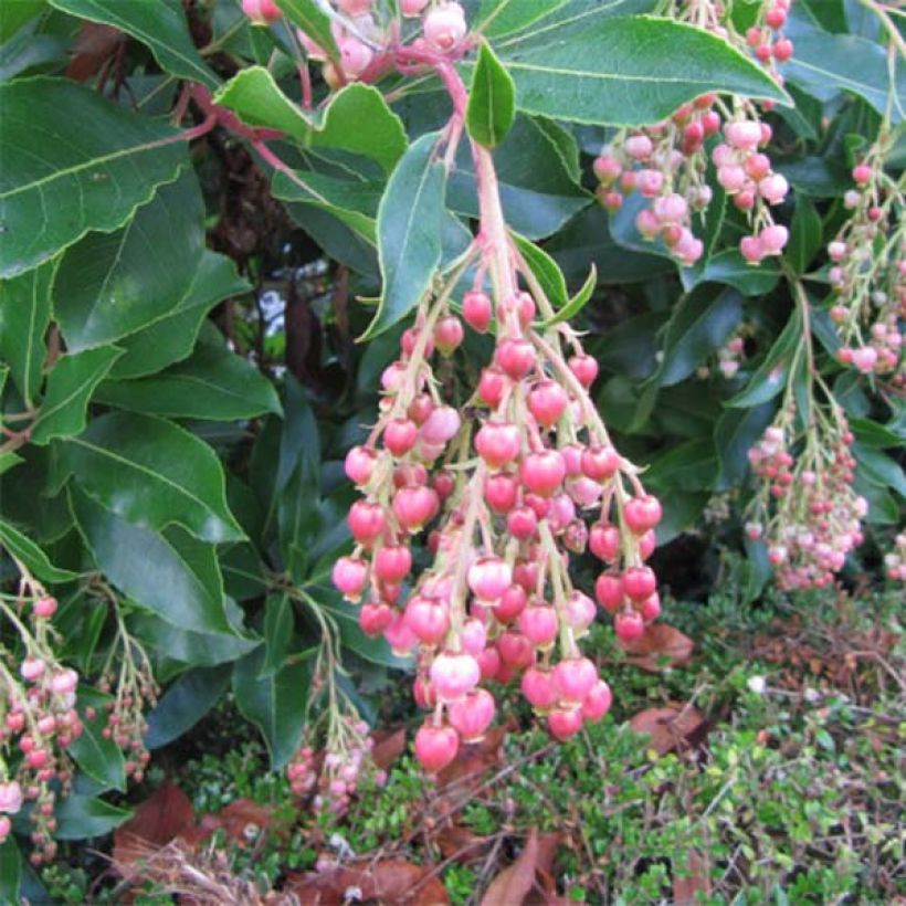 Arbutus unedo Rubra - Westlicher Erdbeerbaum (Flowering)