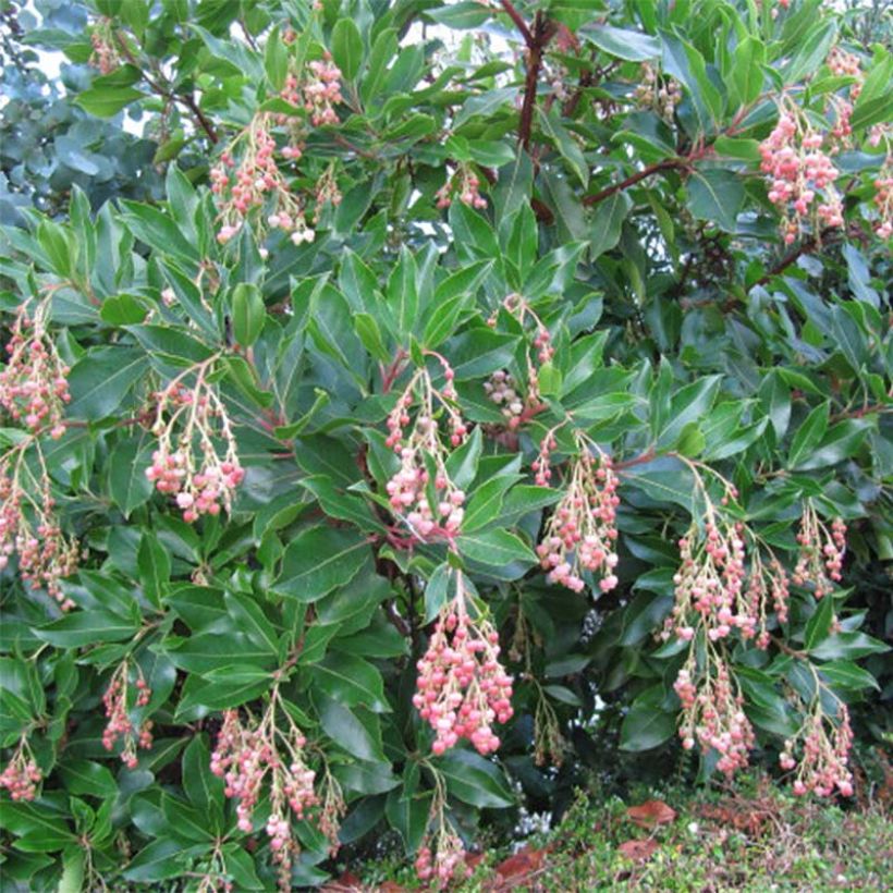 Arbutus unedo Rubra - Westlicher Erdbeerbaum (Plant habit)