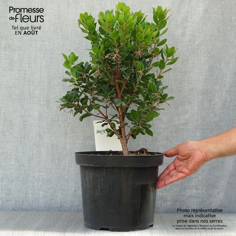 Example of Arbutus unedo Rubra - Westlicher Erdbeerbaum Topf mit 7,5L/10L as you get in ete