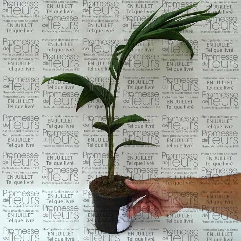 Example of Archontophoenix cunninghamiana - Bungalowpalme Topf 12 cm / 13 cm as you get in ete